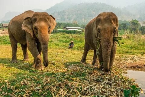 Ethical Elephant Sanctuary Chiang Mai